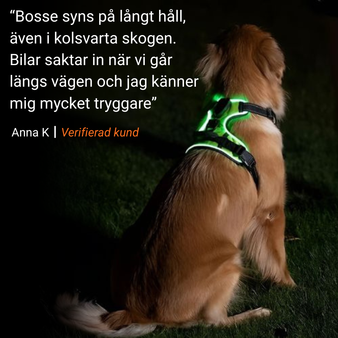 Lysande hundsele i LED Ljus