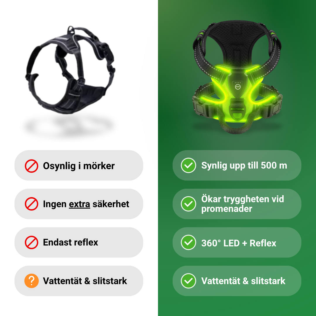 Lysande hundsele i LED Ljus